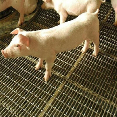 قیمت خوب شیاردار سیم گریزلی سوراخ مربعی صفحه نمایش راه راه آهن سیاه ورق کربن استیل ضد زنگ بافندگی مش سیم چین دار برای دیوار خوک آنلاین